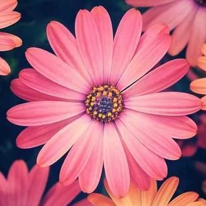 Meet your Posher, Carolyn